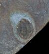 Ogyginus Trilobite From Wales - Pos/Neg #30795-1